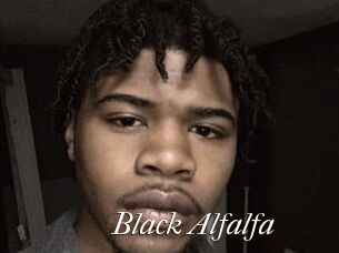 Black_Alfalfa
