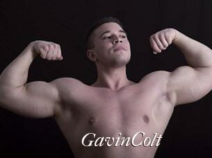 GavinColt
