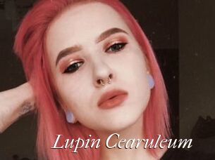 Lupin_Cearuleum