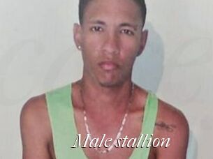 Male_stallion